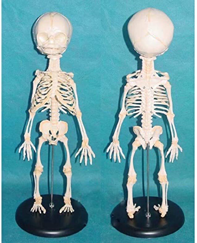 Ils ont l?anatomie d?un super-héros