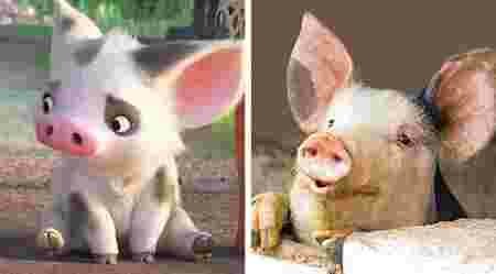 Animaux dessin-animé réalité ressemblances Pua cochon