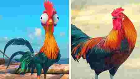Animaux dessin-animé réalité ressemblances Heihei coq