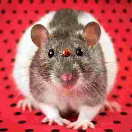 Petit rat avec une coccinelle sur le nez
