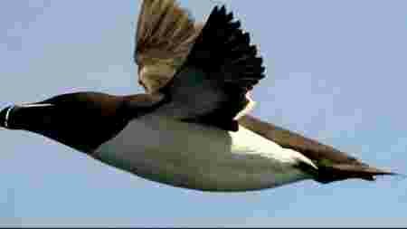 pingouin qui vole