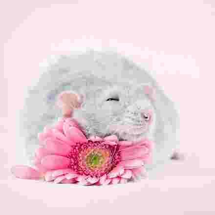 Rat qui dort sur une fleur