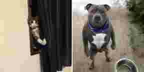 12 fois où les chiens et les chats nous ont fait mourir de rire