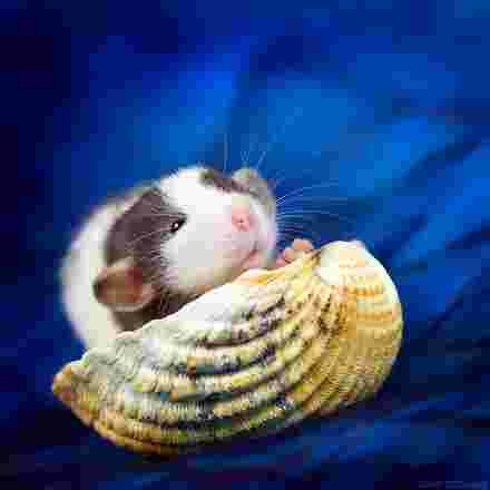 Raton dans un coquillage