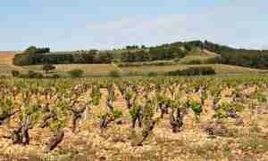 image de vignes consequences rechauffement climatique