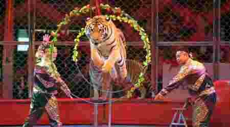 Projet loi américain cirque Bouglione arrête spectacles animaux spectacle tigres