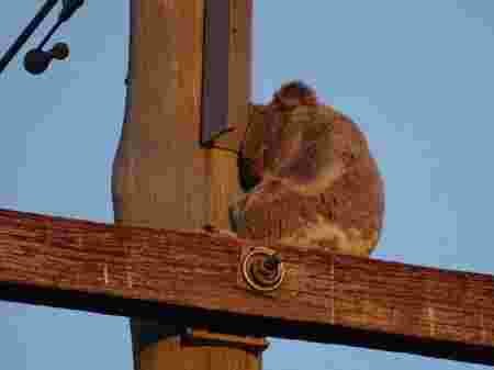 Déforestation koalas forêt eucalyptus sans-abri danger poteau électrique