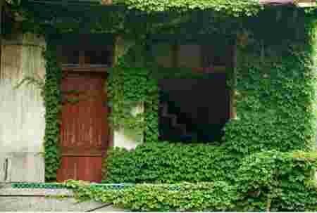maison intérieur nature