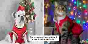 8 photos de chiens et chats beaux comme des lutins