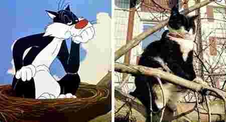 Animaux dessin-animé réalité ressemblances Sylvestre chat