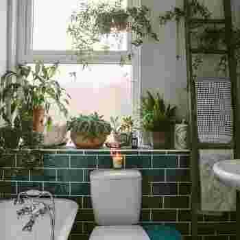 décoration,intérieur,plantes,vertes,douche,bain