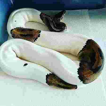 serpent vitiligo