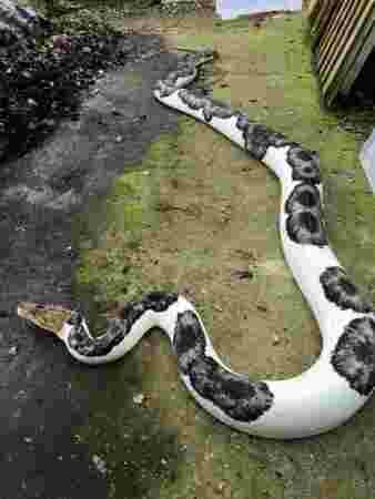 serpent tacheté