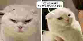 9 photos du chat le plus aigri de toute la galaxie
