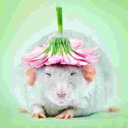 Petit rat avec un chapeau sur la tête