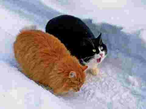 Deux gros chats dans la neige