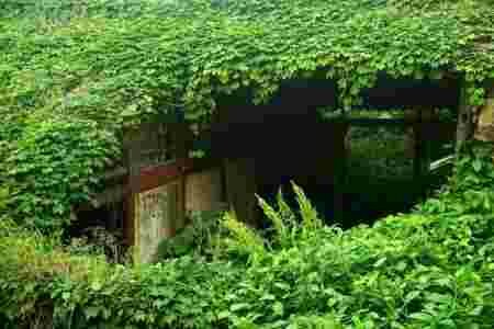patio verdure