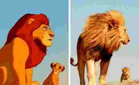 Animaux dessin-animé réalité ressemblances Mufasa Simba lion lionceau