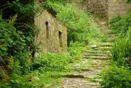 escalier marcher verdure