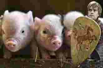 Tyrion défend des bébés cochons