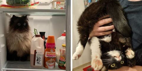 10 fois ou les chats nous ont prouvés qu'ils viennent d'une autre planète