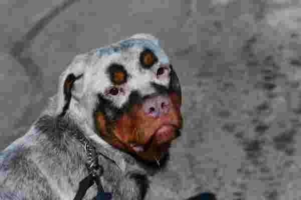 rottweiler blanc et marron