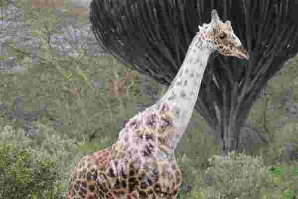 girafe blanche