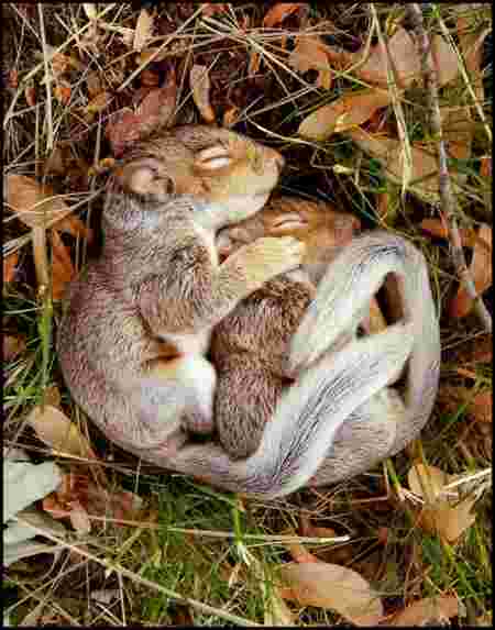 écureuils bébés