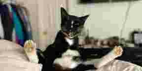 10 photos de chats qui, au plus profond d'eux, sont mal...