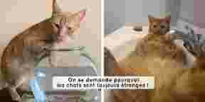 10 animaux pris en flagrant délit de mignonnerie