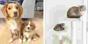 14 animaux aux côtés de leur version miniature trop mignonne