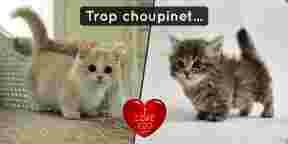 9 preuves que les munchkins sont les meilleurs chats du monde