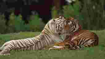 tigres amoureux