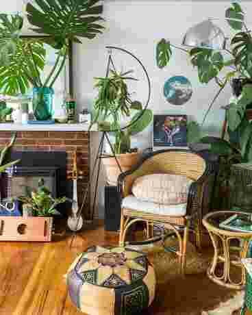 décoration,intérieur,plantes,vertes,salon