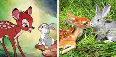 Animaux dessin-animé réalité ressemblances Bambi Panpan faon lapin
