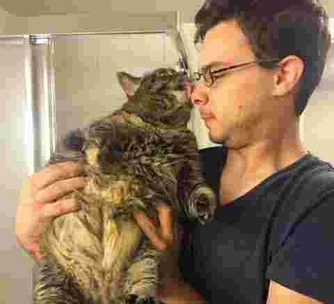 Un gros chat qui essaie de manger des lechouilles
