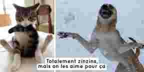13 quarts d'heure de folie de nos animaux de compagnie