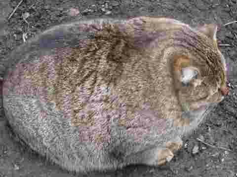 Un chat patate
