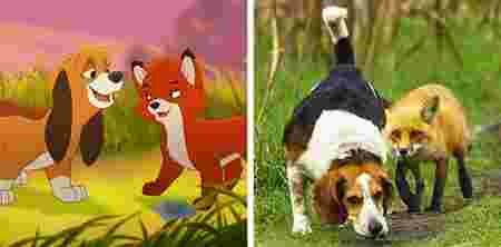 Animaux dessin-animé réalité ressemblances Rox Rouky chiot renardeau