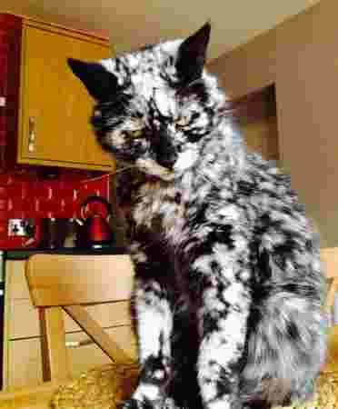 chat noir et blanc original