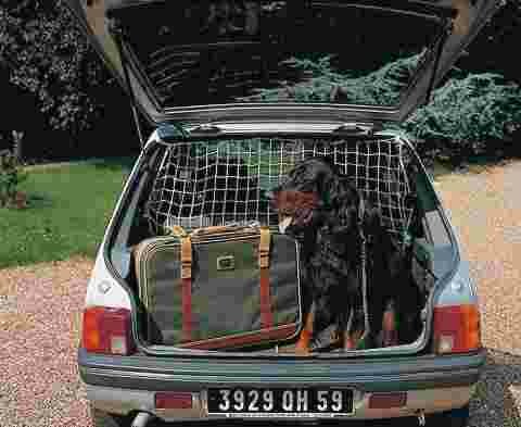 sécurité chien voiture