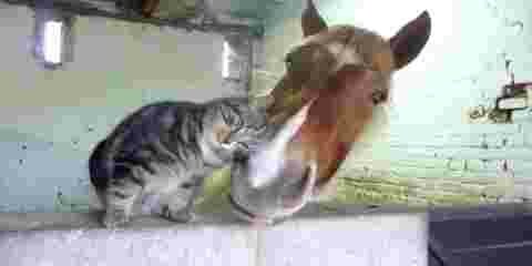 Vidéo - un chat et un cheval sont très complices, une amitié vraiment insolite !