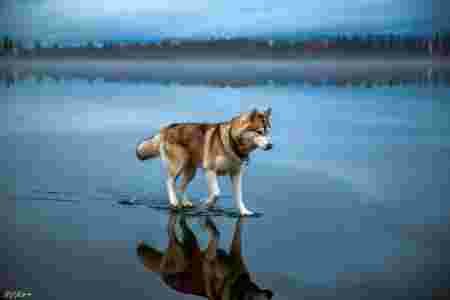 husky, eau, reflet