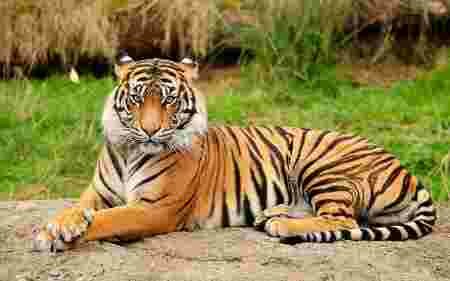 Voyage tourismes autochtones exaspération Thaïlande selfie tigre