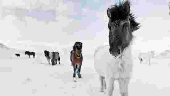 cheval, neige