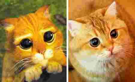 Animaux dessin-animé réalité ressemblances chat potté chat