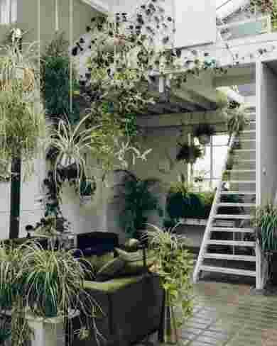 décoration,intérieur,plantes,vertes,salon,escaliers
