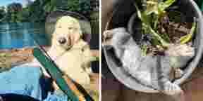 11 animaux qui vous donneront envie de les câliner