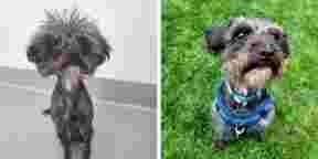 12 photos d'animaux avant et après leur adoption qui vont te faire plaisir