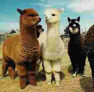lamas thugs
